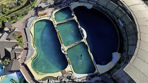 Heartbreaking: Orca and Dolphins Stranded in Closed French Dolphinarium