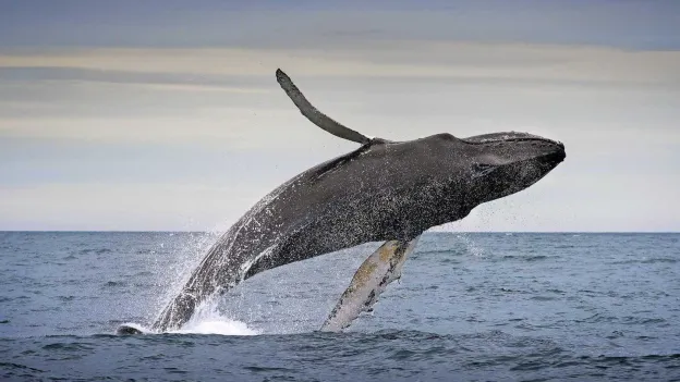 Iceland's Only Whaler Halts Operations Due to Unprofitability