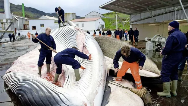 Is the End of Whaling in Europe Near?