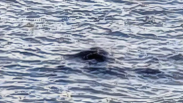 Loch Ness Monster Sighting Sparks Excitement