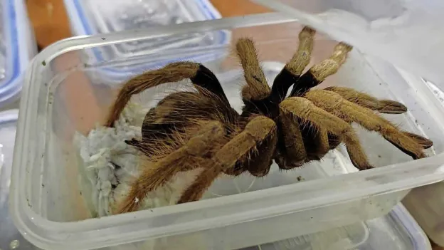Man Caught Smuggling 300 Tarantulas Tied to Body at Airport