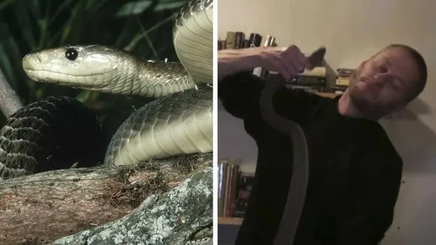 Man Injected with Snake Venom for 20 Years, Blood Valuable for Science