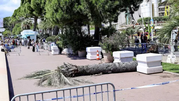 Man Seriously Injured by Falling Palm Tree at Cannes Film Festival