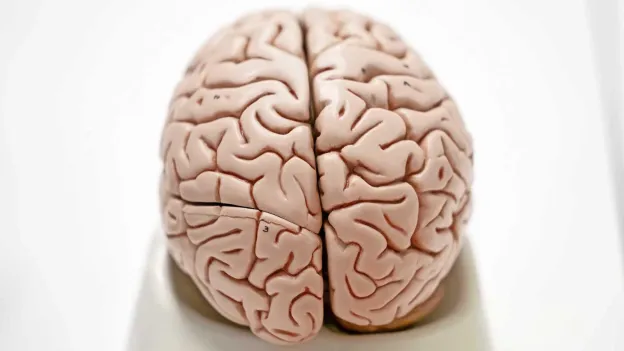 Microplastics Found in Human Brains in Increasing Quantities