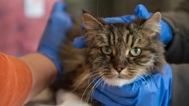 Miracle Cat Survives 115-Meter Fall and Gets Adopted by Rescuer