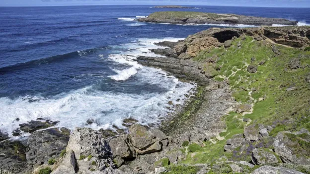 Missing Dachshund Survives Nearly 1.5 Years on Australian Island