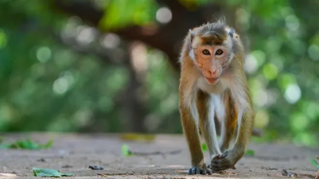 Monkey Causes Island-wide Power Outage in Sri Lanka
