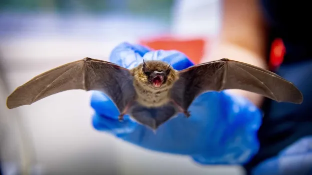 New Bat Virus Discovered in China with Potential to Infect Humans Similar to Corona