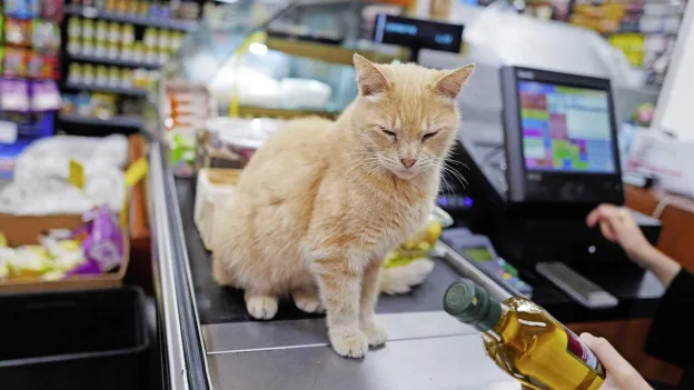 New Yorkers Rally to Support Supermarket Cats
