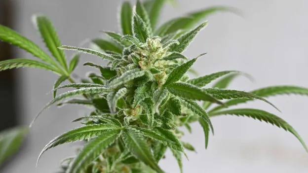 Non-Addictive Cannabis Solution for Chronic Back Pain Revealed in Germany
