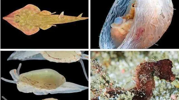 Ocean Census Discovers 866 New Species in the Ocean