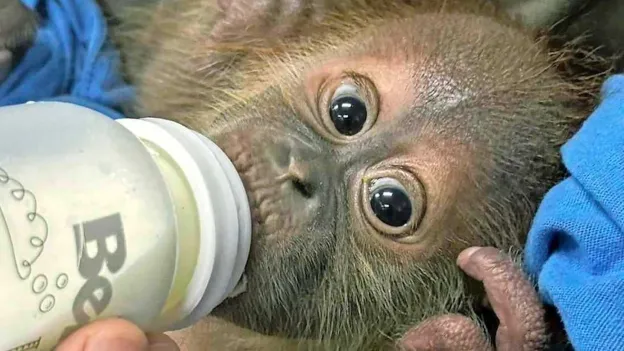 Orangutans Rescued in Thailand After Illegal Trade, Cared for with Baby Bottles