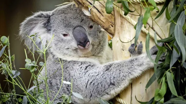 Outcry in Australia Over Shooting of Hundreds of Koalas