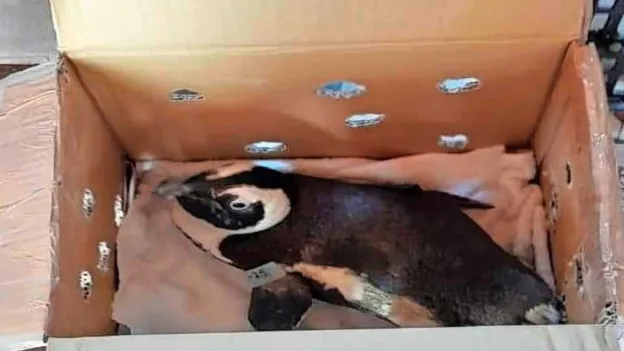 Penguin Causes Helicopter Crash in South Africa