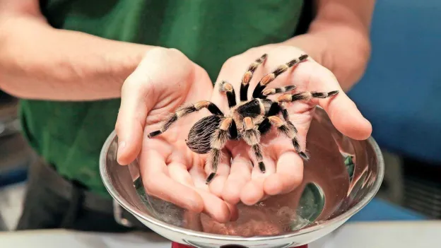 Pilot Bitten by Tarantula During Flight to Madrid