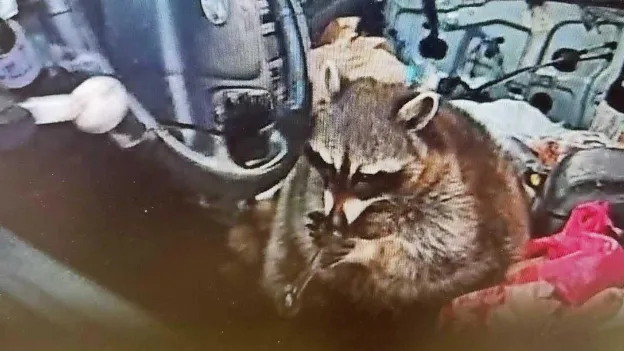 Police Discover Raccoon with Crack Pipe after Woman's Arrest in Ohio