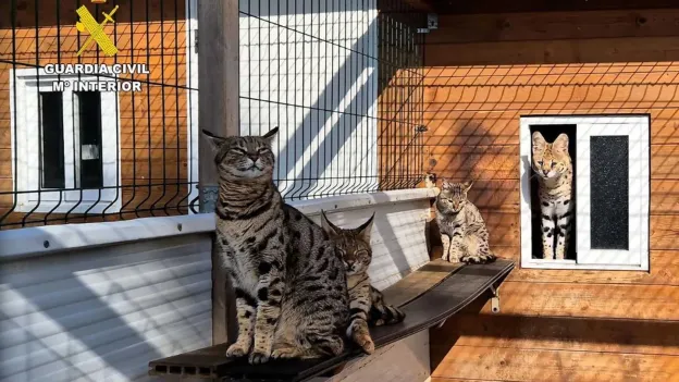 Protected Clouded Leopard Sold for 60,000 Euros in Illegal Wildlife Trade