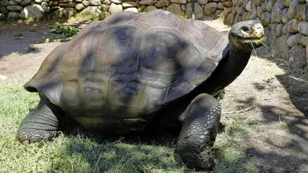 Rare Event: Nearly 100-Year-Old Turtle Couple Welcomes Hatchlings