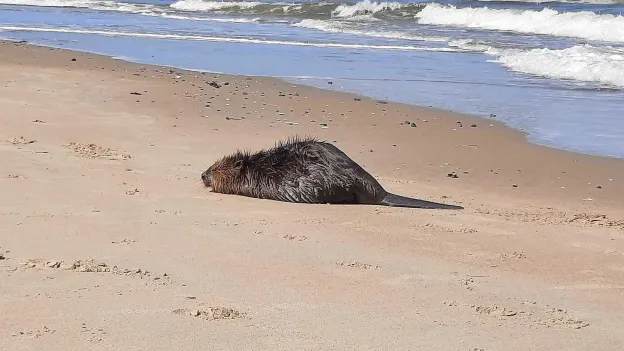 Rare Sighting: Live Beaver Washes Ashore on Bredene Beach