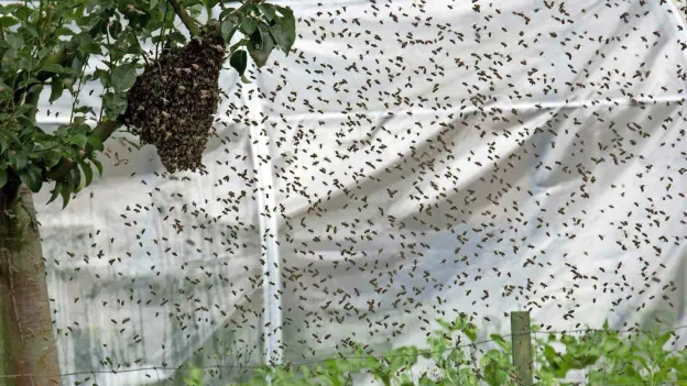 Residents in UK Street Fearful to Leave Homes Due to Swarms of Bees from Neighbor
