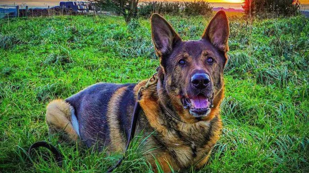 Retired Police Dog Finds Missing Man Four Years After Retirement