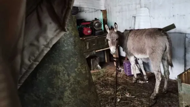 Russian Military Using Donkeys at the Frontline for Transportation Purposes