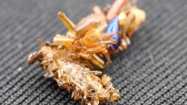 Scientists Discover Meat-Eating Caterpillar Camouflaged with Prey Remains