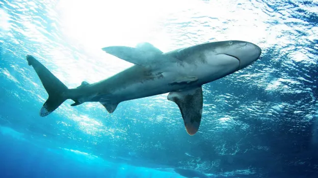 Shark Sighting Near Belgian Border: Swimmers Ordered to Leave Water