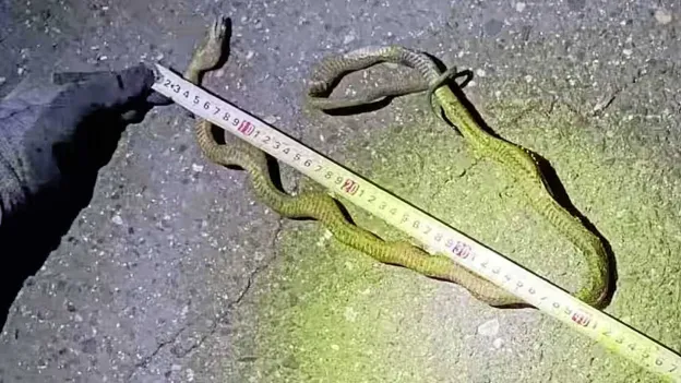 Snake Wrapped Around Power Pole Halts Japan's Busiest High-Speed Rail Line