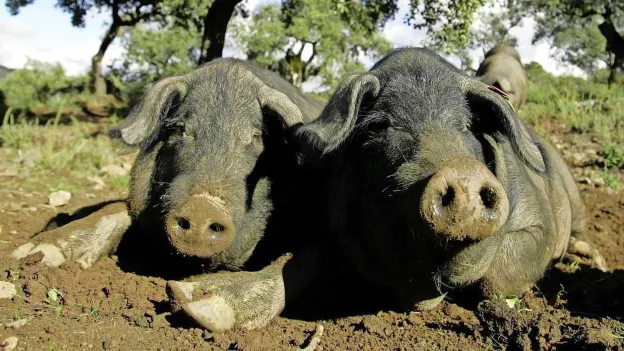 Spain Deploys Archers to Combat Wild Boar as Wolf Population Declines