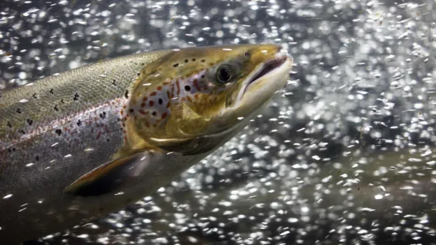 Thousands of Farmed Salmon Escape in Norway: €48 Reward per Captured Fish