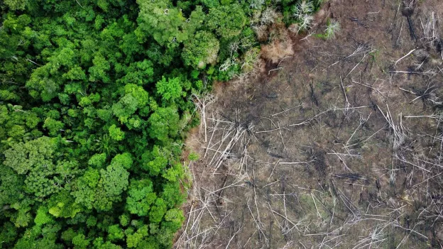 Thousands of Trees Cut Down in Amazon for Highway to Climate Summit