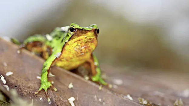 Tiny Frogs Travel Thousands of Miles to Save Their Species