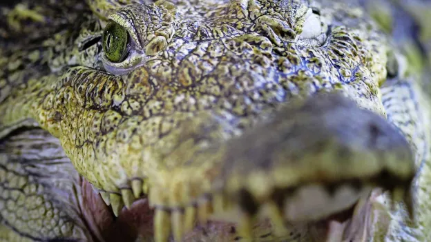 Tourist Attacked by Crocodile While Taking Selfie in Philippine Zoo