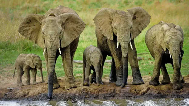 Tourist Trampled to Death by Elephants During Night Walk in Kruger National Park