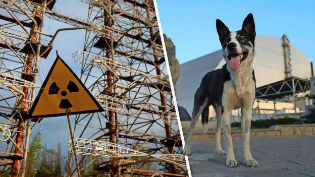 Tsjernobyl's Wildlife: Dogs Thrive in Nuclear Exclusion Zone After Tragic Past
