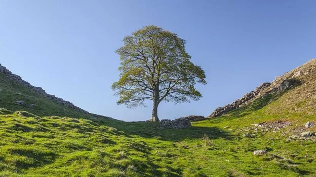Two Men Found Guilty of Cutting Down Iconic Sycamore Gap Tree in North England