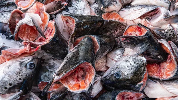 New York Food Bank Receives Live Salmon Donation