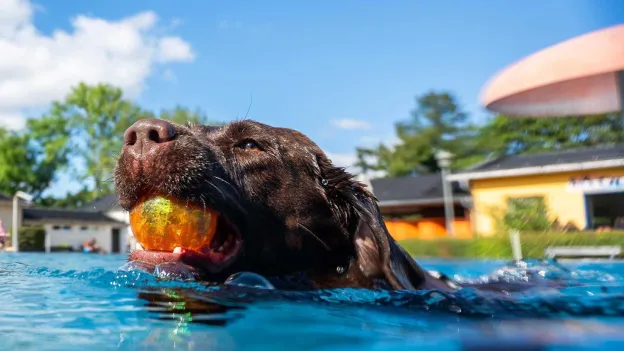 Woman Shocked to Discover Dog Sitter Making Explicit OnlyFans Videos in Her Home