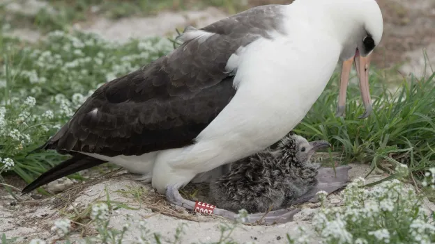 World's Oldest Bird (74) Becomes Mother Again with New Partner