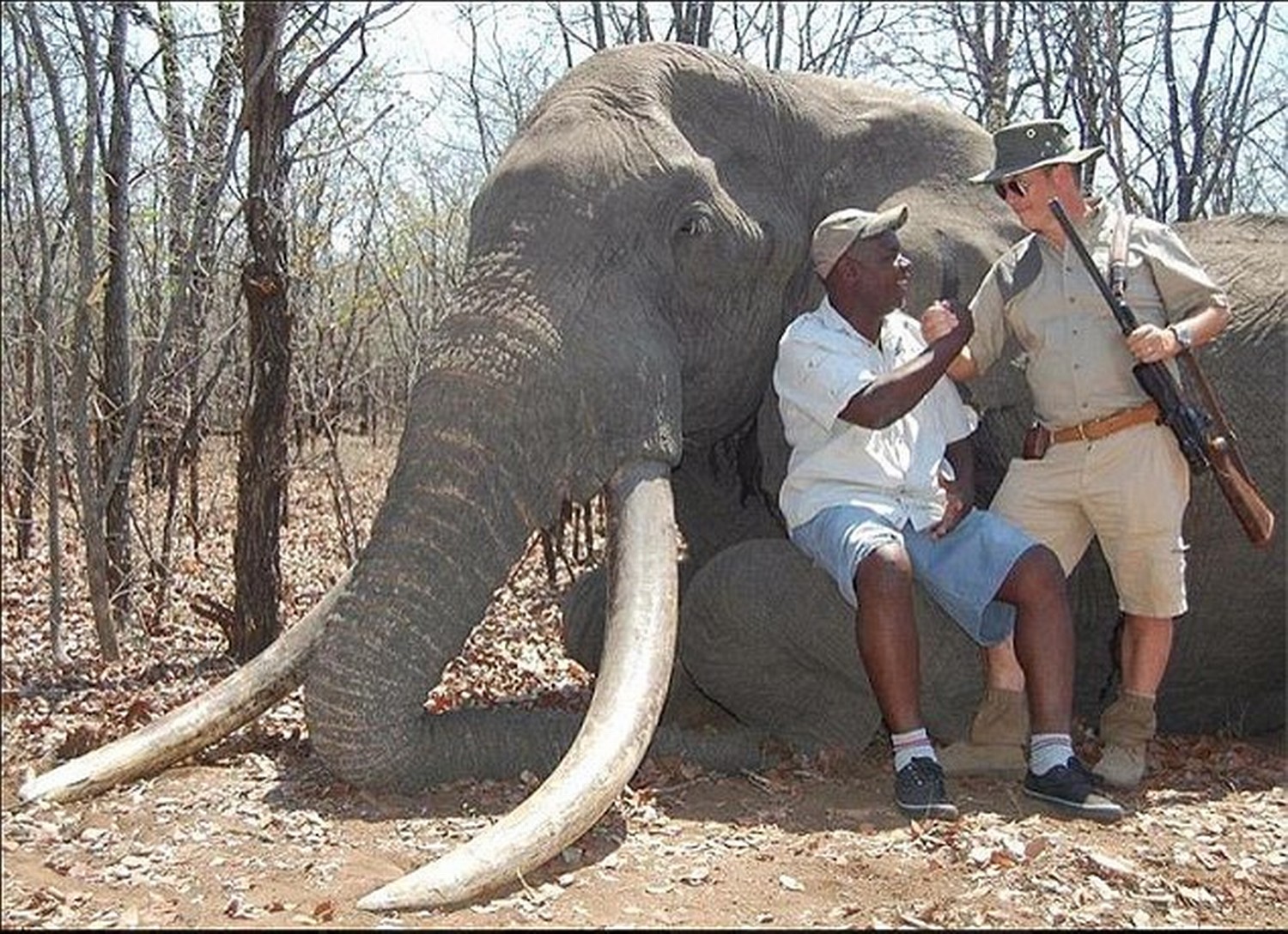 Самый тяжелый слон. Охота на слонов бивни в Африке. Гигантские слоны. Самый большой слон.