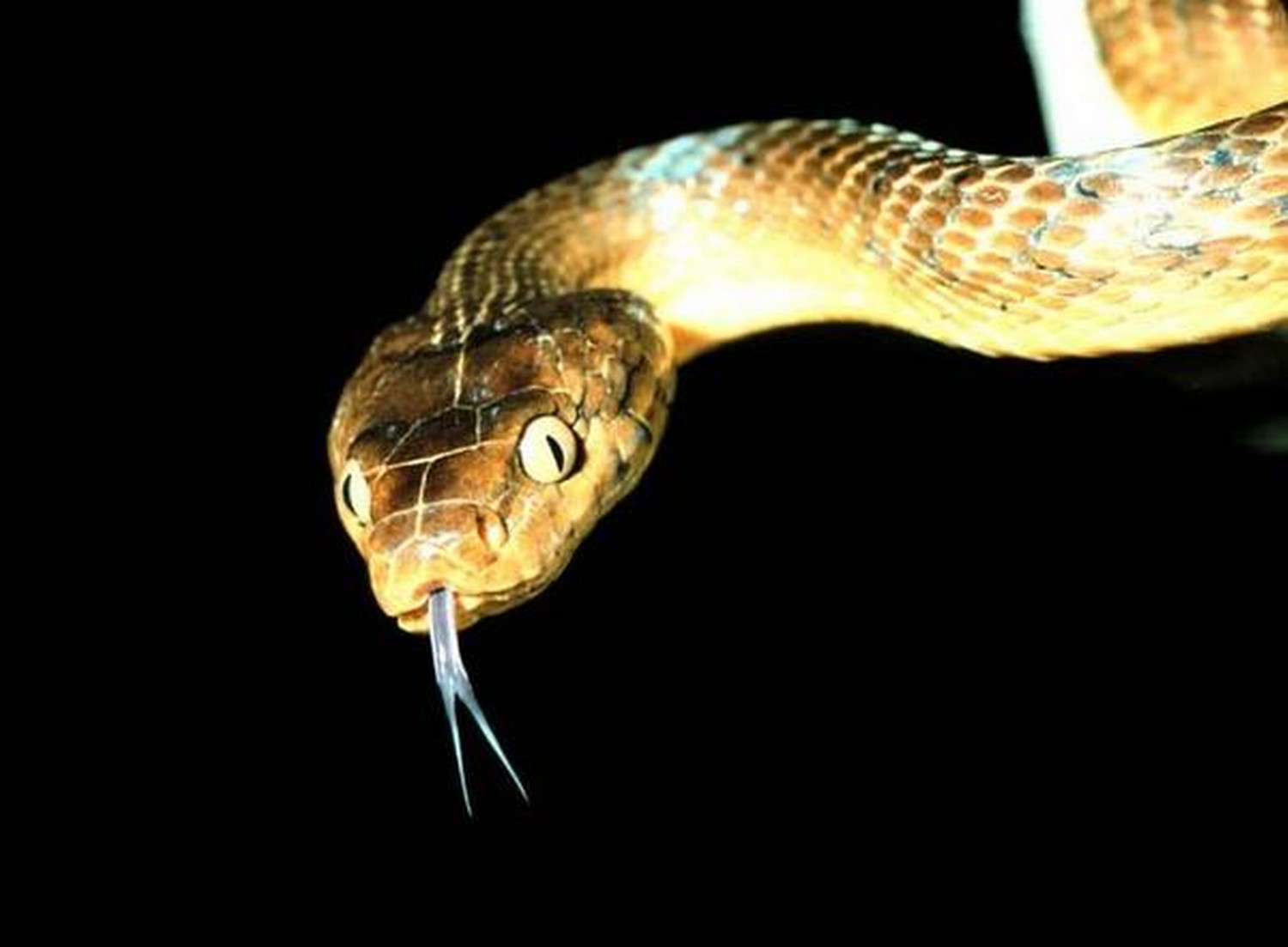 Что змея ночью обнаружит на более удаленном