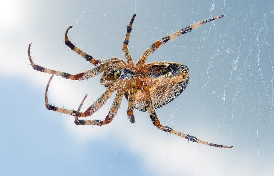 Panic in Germany After Poisonous Spider ‘Arrives in Shopping Centre Hidden in Bananas’